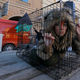 Animal rights activists in Russia.